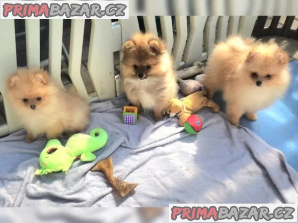 Německý špic trpasličí (Pomeranian)