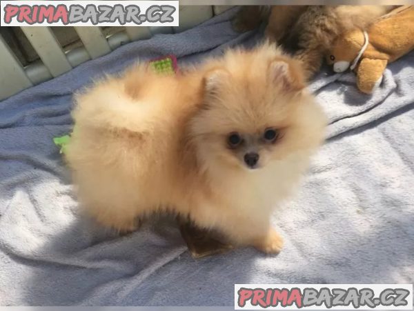 Německý špic trpasličí (Pomeranian) Německý špic trpasličí (Pomeranian)