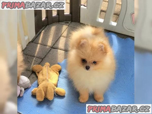 Německý špic trpasličí (Pomeranian) Německý špic trpasličí (Pomeranian)