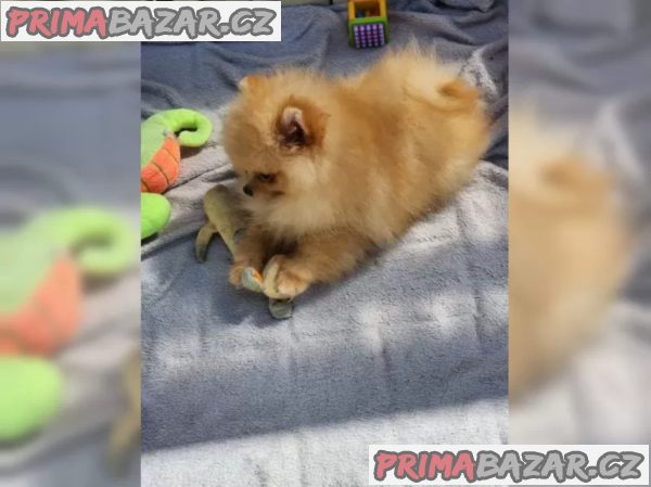 Německý špic trpasličí (Pomeranian) Německý špic trpasličí (Pomeranian)