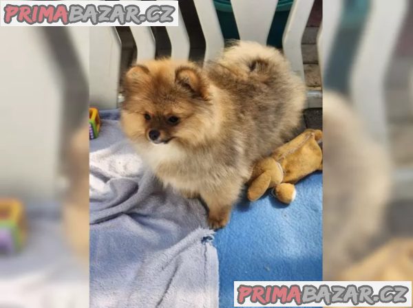 Německý špic trpasličí (Pomeranian) Německý špic trpasličí (Pomeranian)
