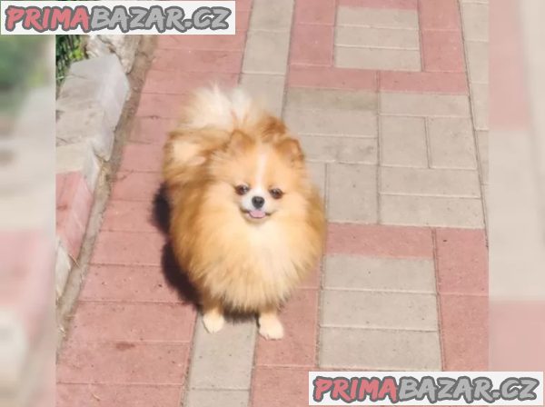 Německý špic trpasličí (Pomeranian) Německý špic trpasličí (Pomeranian)