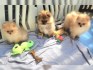 Německý špic trpasličí (Pomeranian)