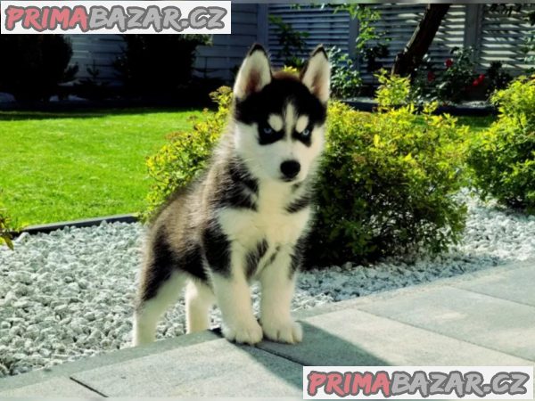 Sibiřský husky