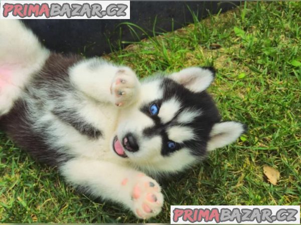 Sibiřský husky Sibiřský husky