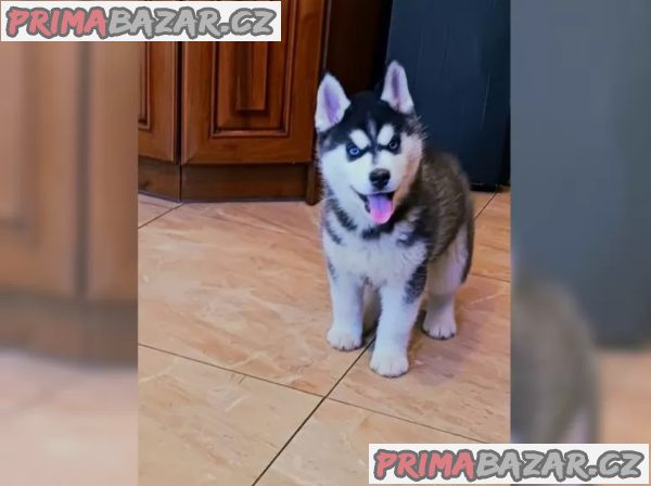 Sibiřský husky Sibiřský husky