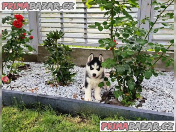 Sibiřský husky Sibiřský husky