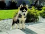 Sibiřský husky