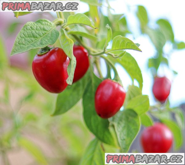 Sazenice chilli Mini Rocoto Red