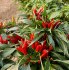 Sazenice Chilli Thai culinary