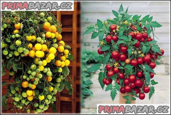 Sazenice rajče Tumbling Tom Red + Yellow