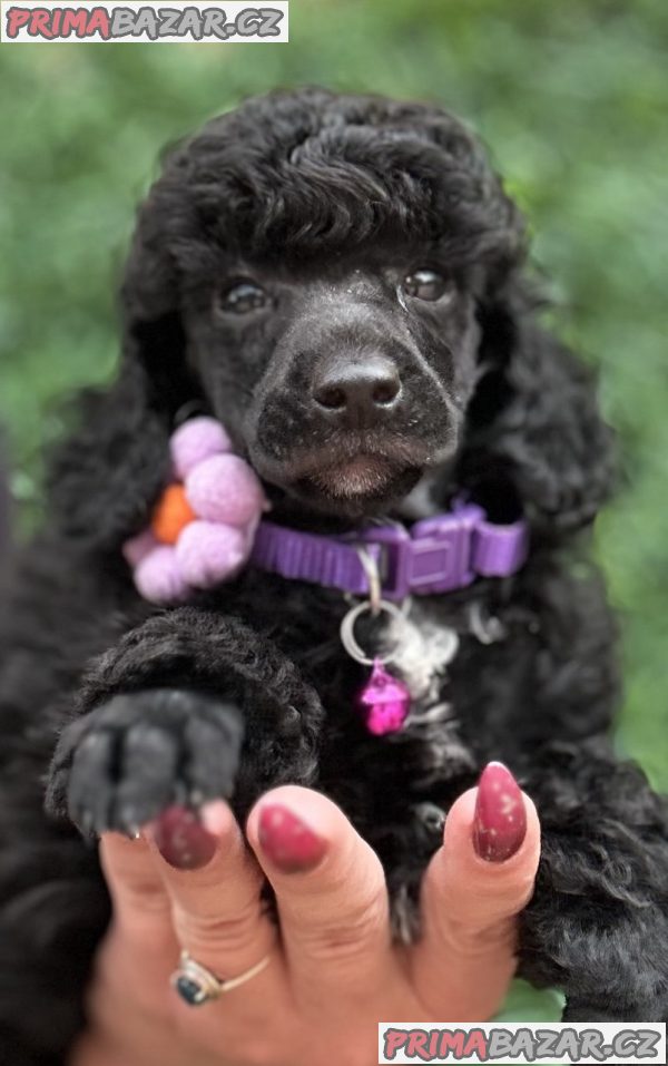 Boy black poodle