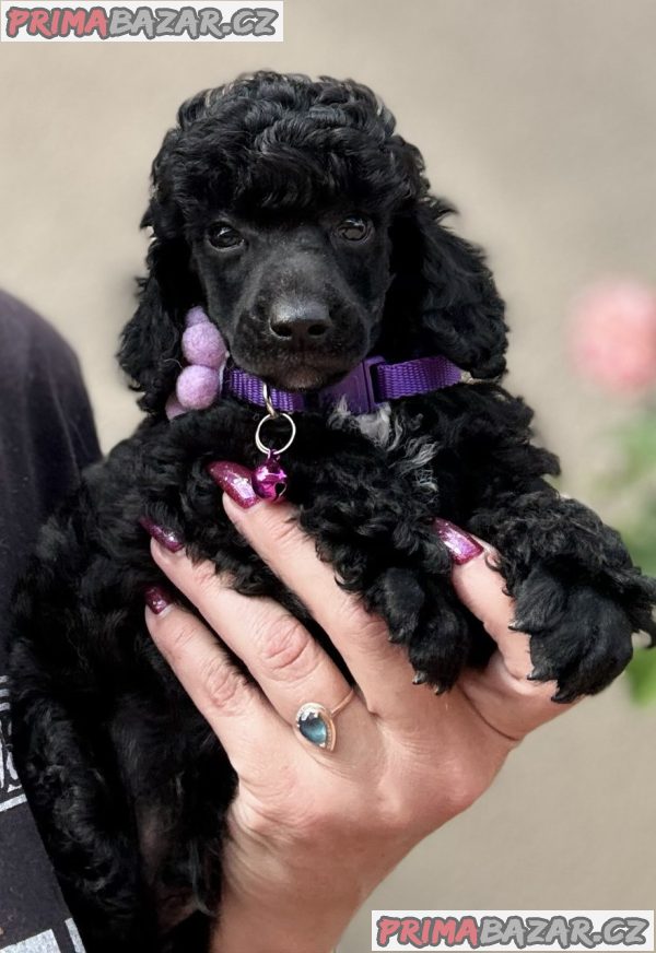 Boy black poodle Boy black poodle