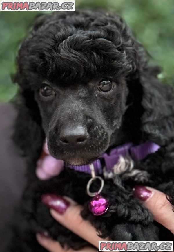 Boy black poodle Boy black poodle