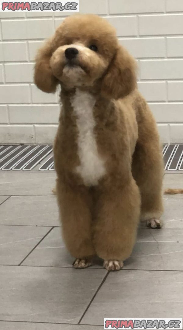 Boy black poodle Boy black poodle