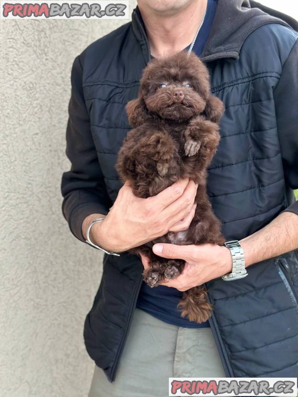 Boy black poodle Boy black poodle