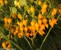 sazenice Chilli Biquinho yellow