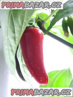 Sazenice chilli Jalapeňo