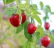 Sazenice chilli Mini Rocoto Red