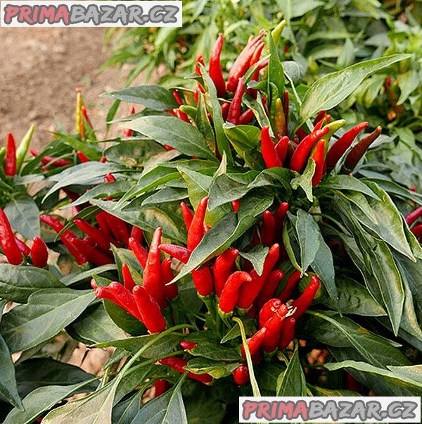 Sazenice Chilli Thai culinary