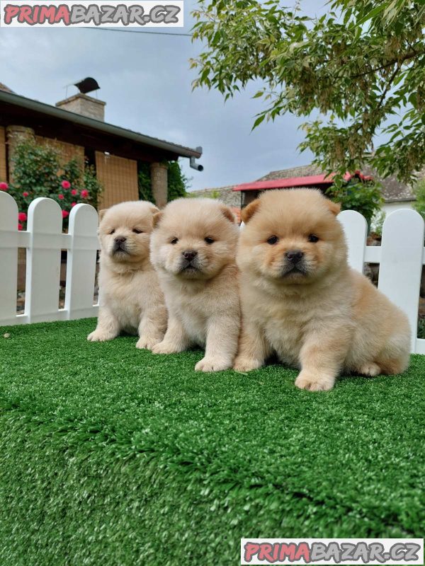 Cau cau Chow chow stenad najlepsi poklon Cau cau Chow chow stenad najlepsi poklon