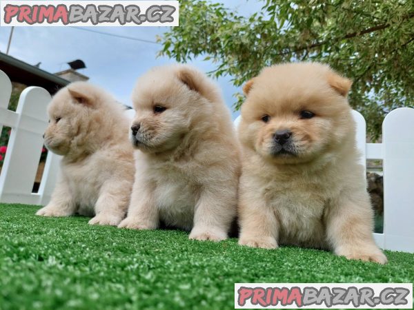 Cau cau Chow chow stenad najlepsi poklon Cau cau Chow chow stenad najlepsi poklon