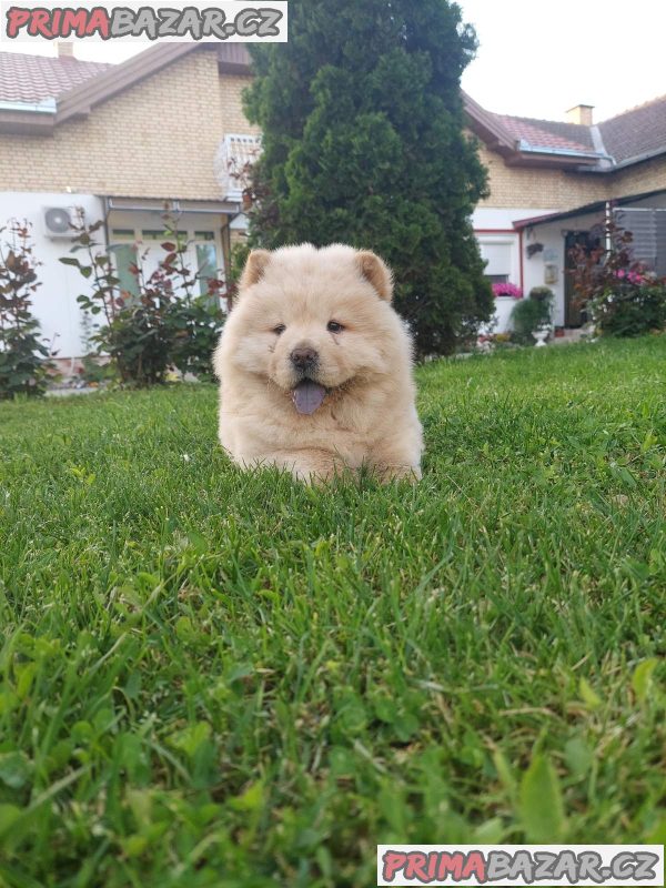 Cau cau Chow chow stenad najlepsi poklon Cau cau Chow chow stenad najlepsi poklon