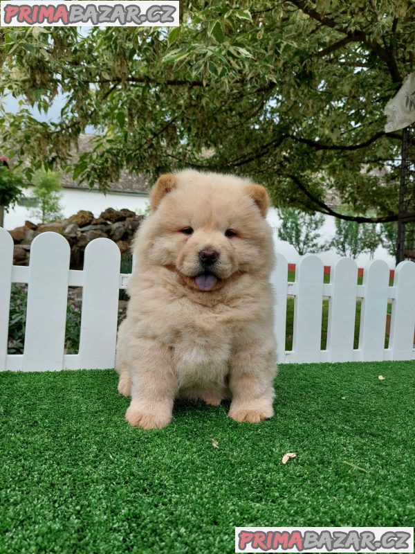Cau cau Chow chow stenad najlepsi poklon Cau cau Chow chow stenad najlepsi poklon