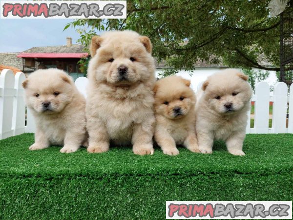 Chow chow chow chow is always the best gift