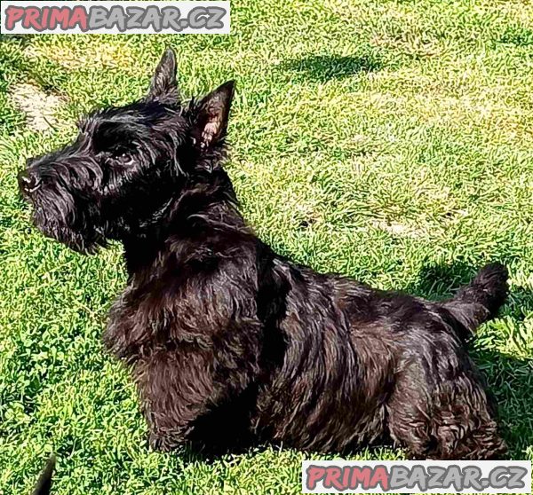 Scottish terrier puppies