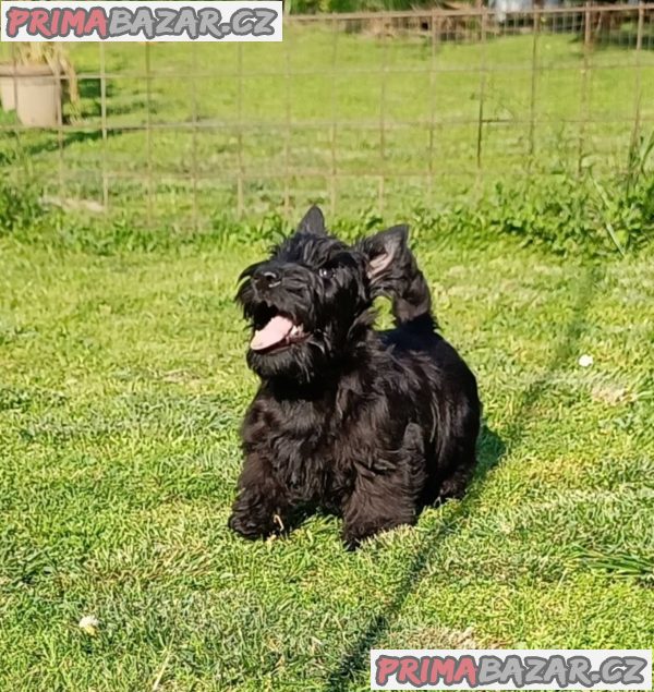 Scottish terrier puppies Scottish terrier puppies