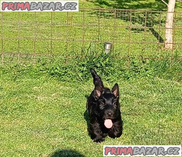 Scottish terrier puppies Scottish terrier puppies