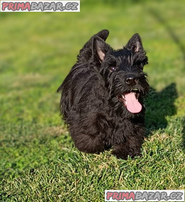 Scottish terrier puppies Scottish terrier puppies