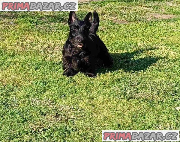 Scottish terrier puppies Scottish terrier puppies