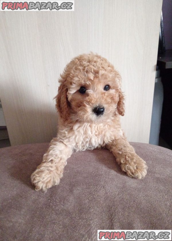 Miniature Poodles for sale