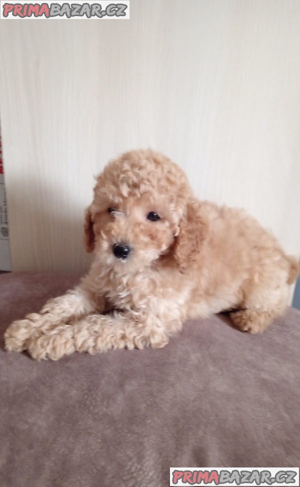 Miniature Poodles for sale Miniature Poodles for sale