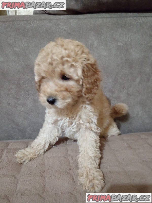 Miniature Poodles for sale Miniature Poodles for sale
