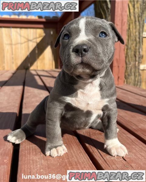 Štěňata pitbulla