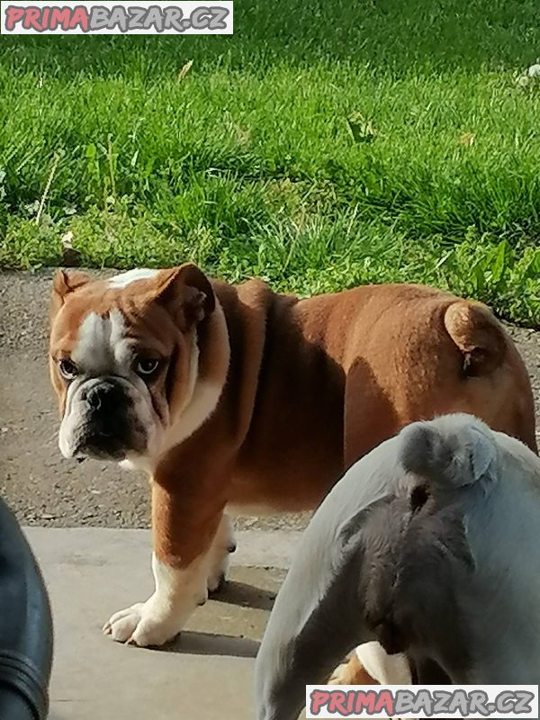 English bulldog English bulldog