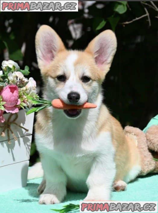 Welsh Corgi/Welsh Corgi Pembroke
