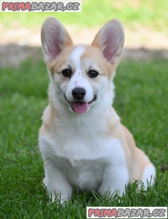 Welsh Corgi/Welsh Corgi Pembroke Welsh Corgi/Welsh Corgi Pembroke