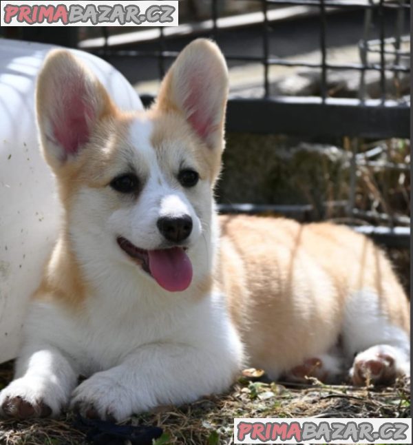 Welsh Corgi/Welsh Corgi Pembroke Welsh Corgi/Welsh Corgi Pembroke