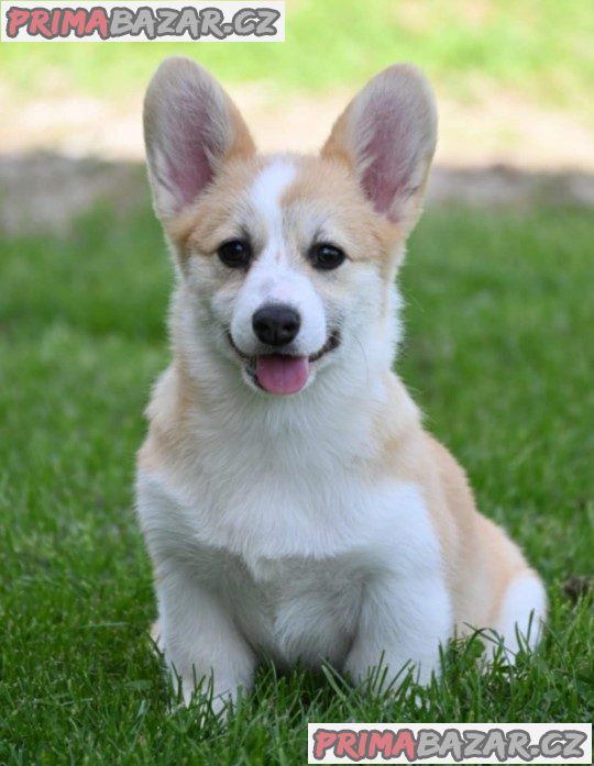 Welsh Corgi/Welsh Corgi Pembroke Welsh Corgi/Welsh Corgi Pembroke