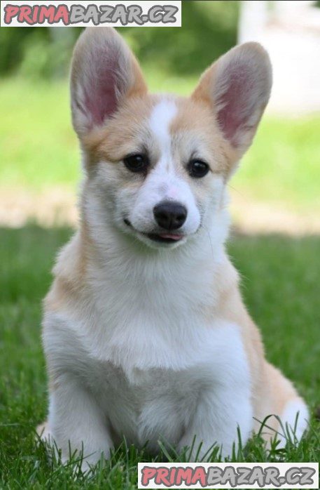 Welsh Corgi/Welsh Corgi Pembroke Welsh Corgi/Welsh Corgi Pembroke