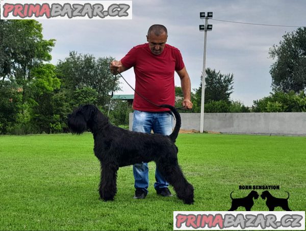 Giant schnauzer adult male for sale