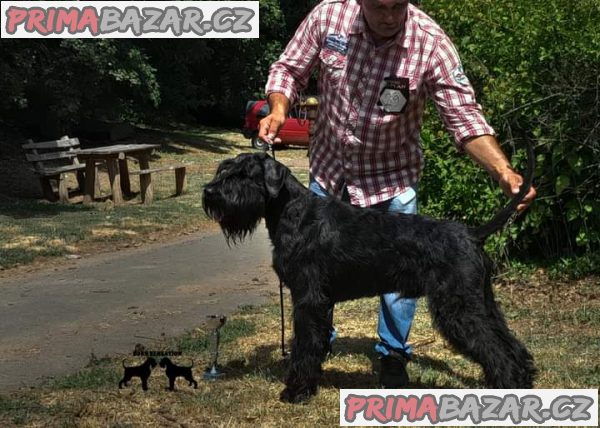 Giant schnauzer adult male for sale Giant schnauzer adult male for sale