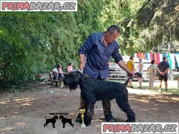 Giant schnauzer adult male for sale Giant schnauzer adult male for sale