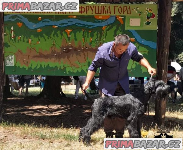 Giant schnauzer adult male for sale Giant schnauzer adult male for sale