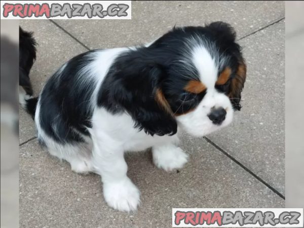 Štěňata kavalírského king charles španěla