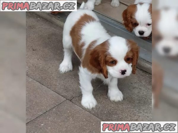 Štěňata kavalírského king charles španěla Štěňata kavalírského king charles španěla